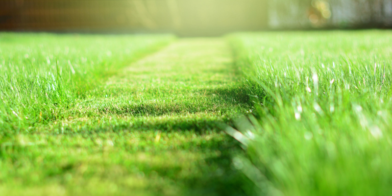 hiring a lawn care service can simplify your to-do list