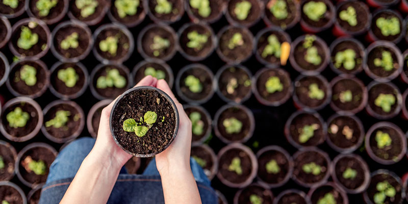 benefits to buying local, even for your garden supply