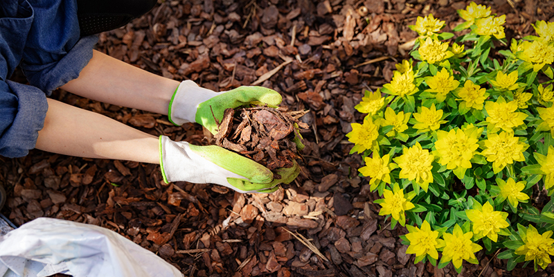 Mulch Tips From the Pros