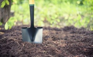 5 Things You Need to Know About Mulch